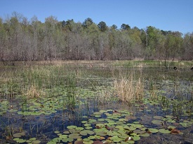 Webinar Preview Image