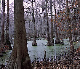 Webinar Preview Image