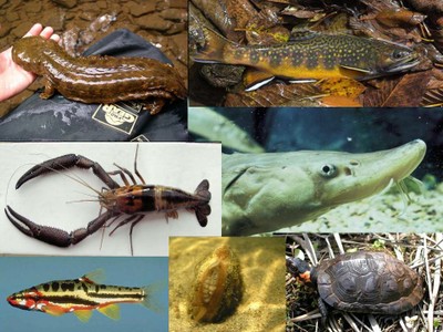 Aquatic Organism Passage Overview image