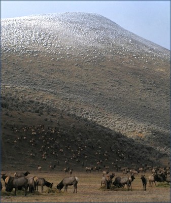 Winter Feeding Elk image
