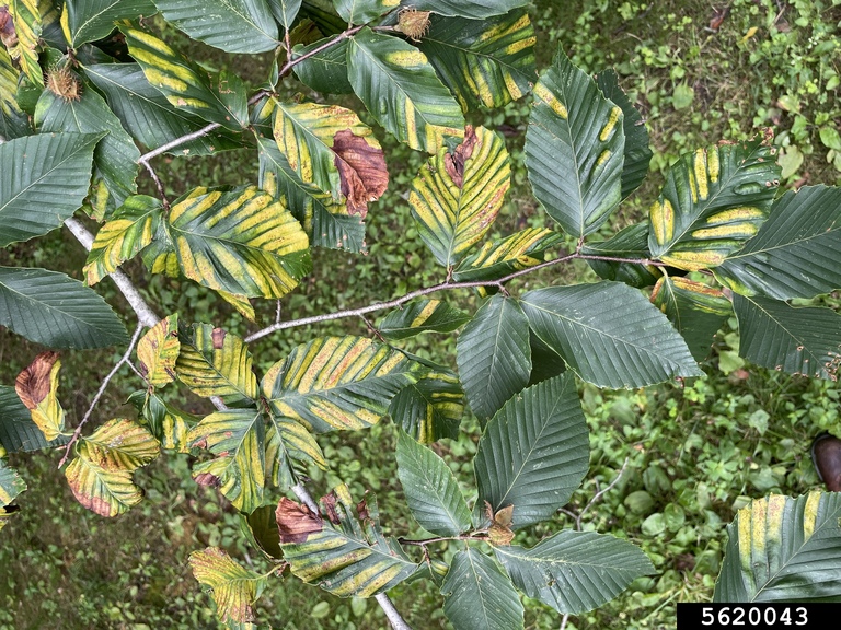 Webinar Preview Image