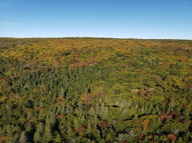 Webinar Preview Image