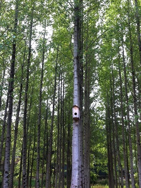 Webinar Preview Image