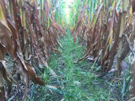 Webinar Preview Image