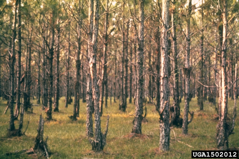 Webinar Preview Image