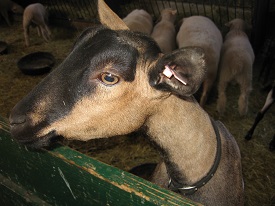 Webinar Preview Image