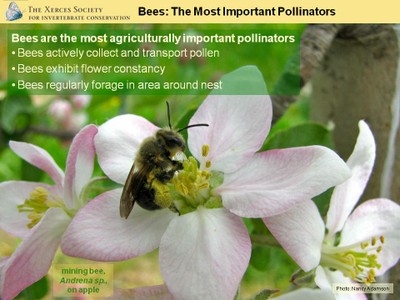 Common Bees image