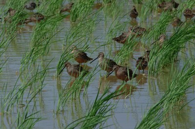 Long-billed Dowitchers in Louisiana rice field. John K. Saichuk, LSU AgCenter