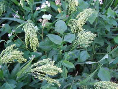 Cover Crop Mixes image