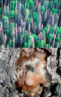 Webinar Preview Image