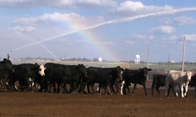 Dust Control Animal Activity