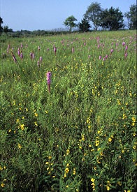 Webinar Preview Image