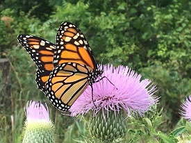 Webinar Preview Image