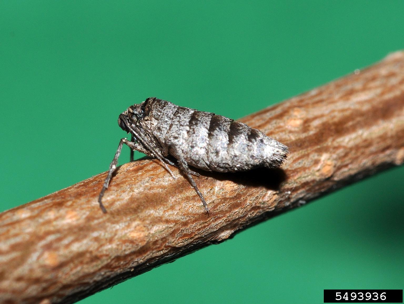 Webinar Preview Image