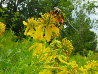 Golden Digger Wasp image