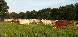 Webinar Preview Image