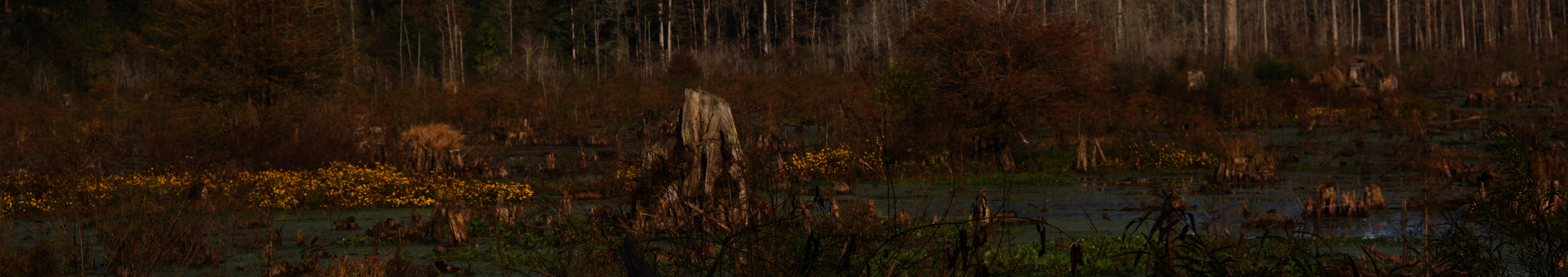 Webinar Preview Image