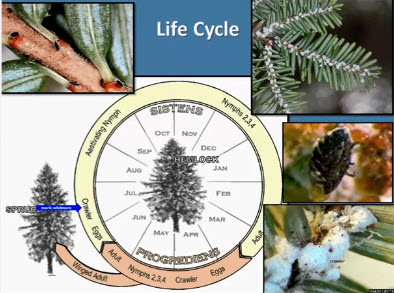 Webinar Preview Image