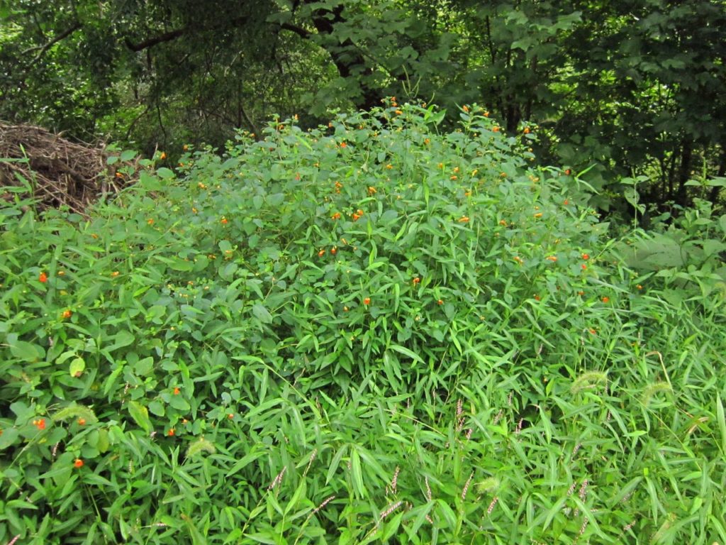 Webinar Preview Image