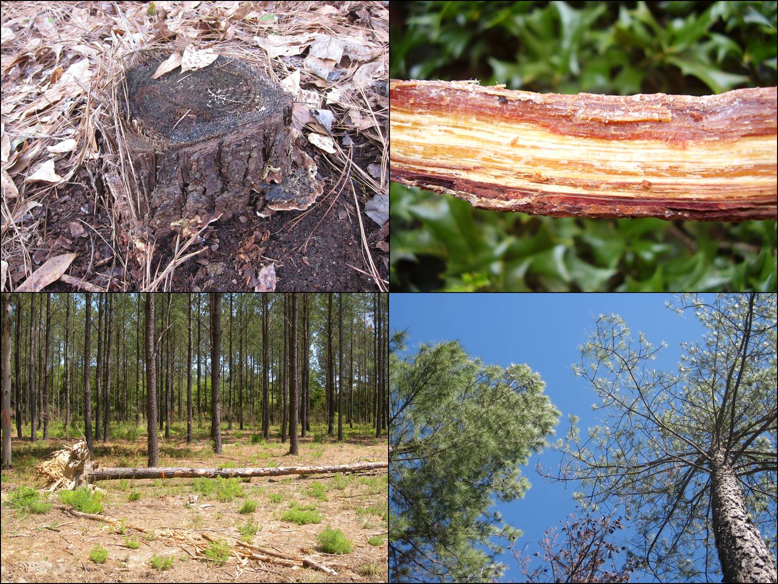 Webinar Preview Image