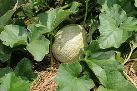 Webinar Preview Image