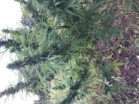 Webinar Preview Image