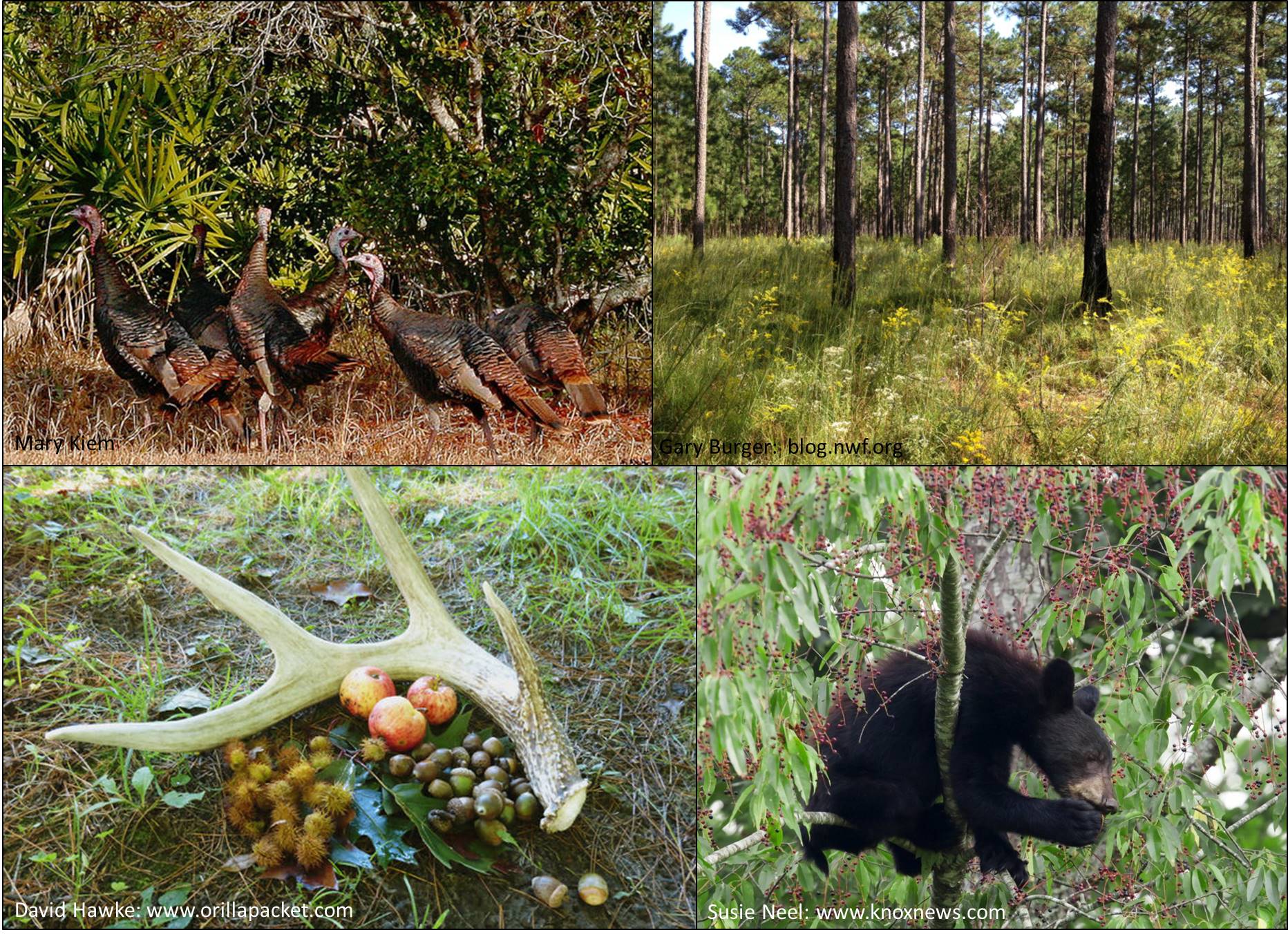 Webinar Preview Image