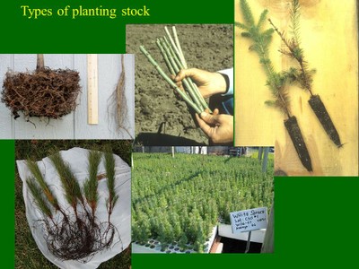 Keys to Tree Planting image