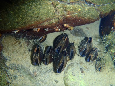 Freshwater Mussels image