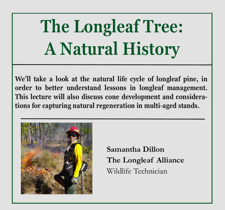 Longleaf tree Dillon
