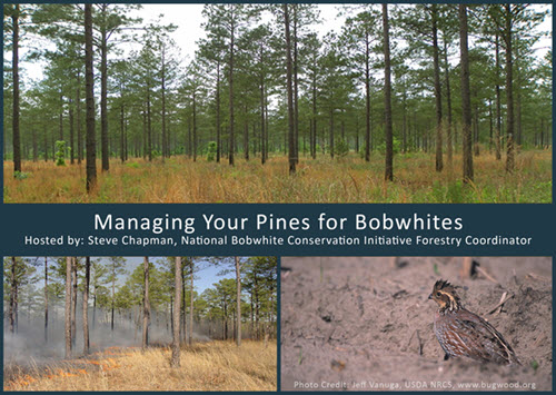 Webinar Preview Image