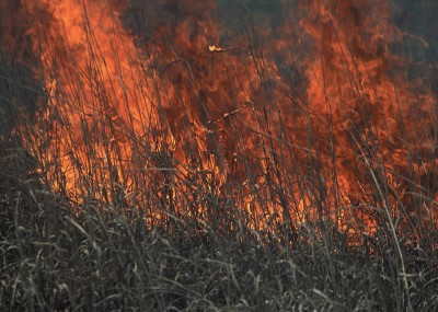 Disturbances for wildlife image