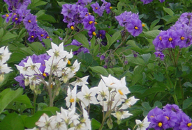 Webinar Preview Image