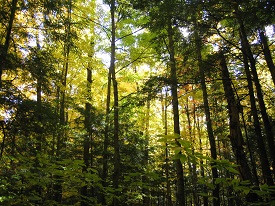 Webinar Preview Image