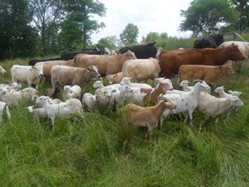 Multi-species Grazing image