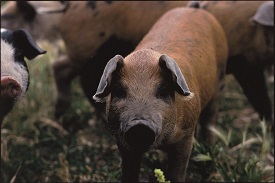 Webinar Preview Image