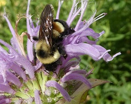 Webinar Preview Image