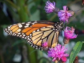 Webinar Preview Image