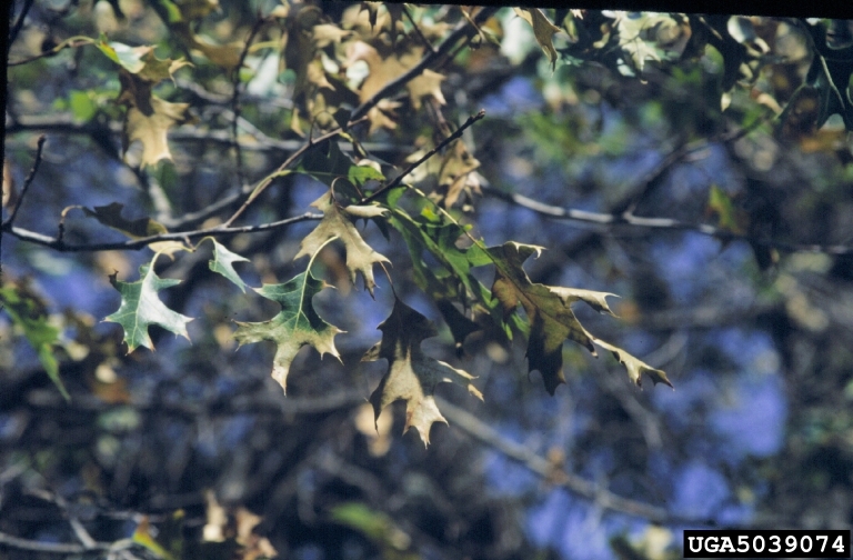 Webinar Preview Image