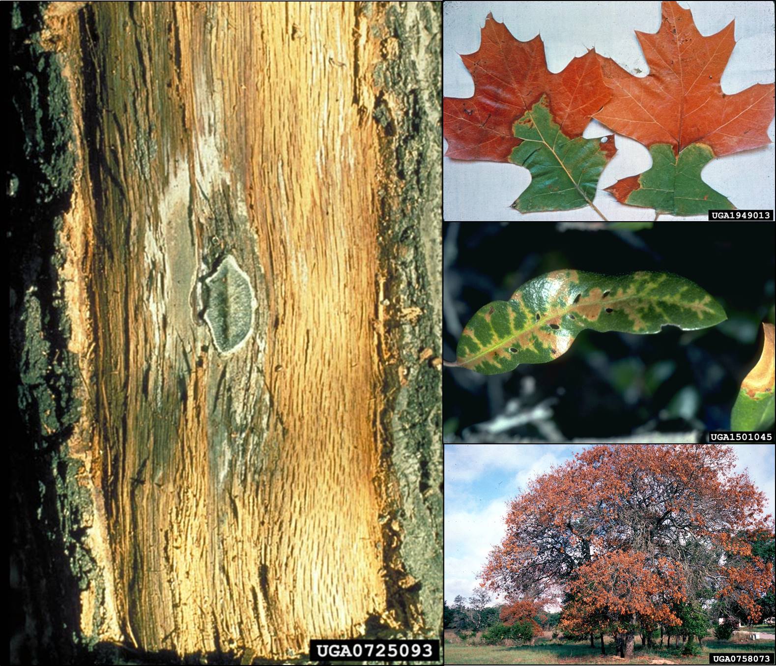 Webinar Preview Image