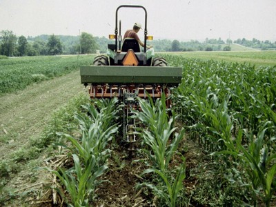 Organic cover crop image