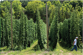 Webinar Preview Image