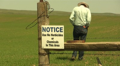 Organic small grain image