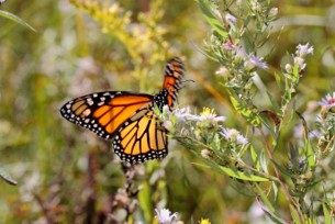 Webinar Preview Image