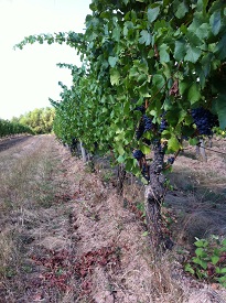 Webinar Preview Image