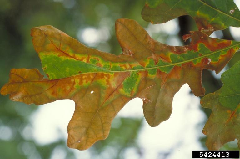 Webinar Preview Image