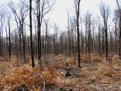 Multi-treatment silviculture image