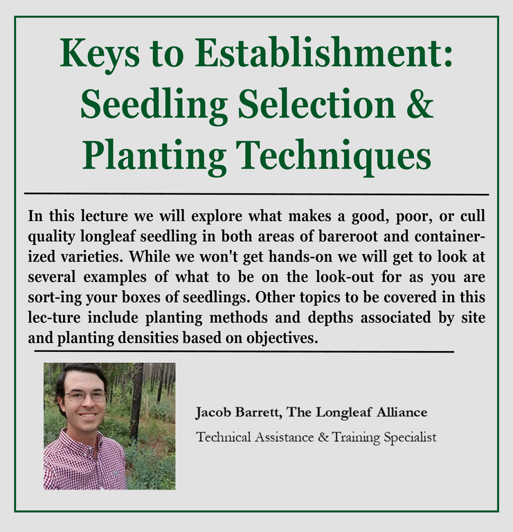 Seedling description