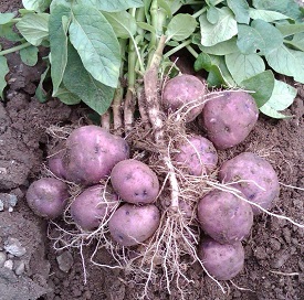 Webinar Preview Image