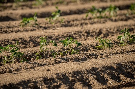 Webinar Preview Image